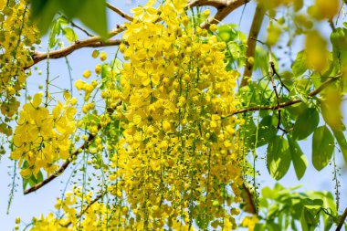 Sarı rakun çiçekleri yazın açar..