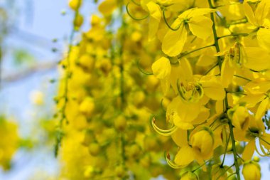 Sarı rakun çiçekleri yazın açar..