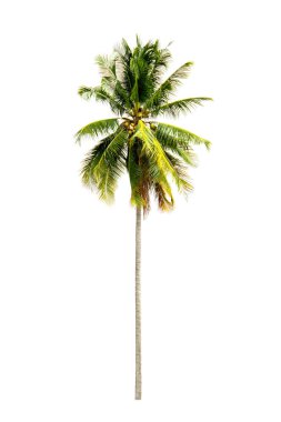 beyaz zemin üzerine Hindistan cevizi ağacı