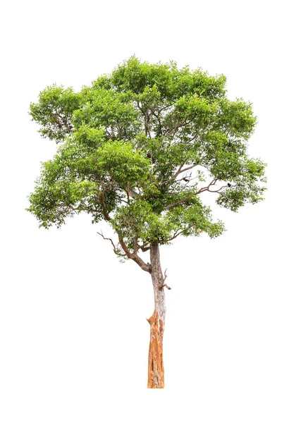 Árbol Aislado Sobre Fondo Blanco — Foto de Stock