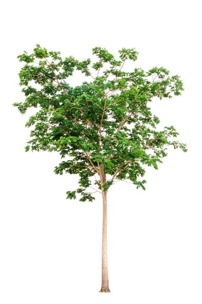 Árbol Aislado Sobre Fondo Blanco — Foto de Stock