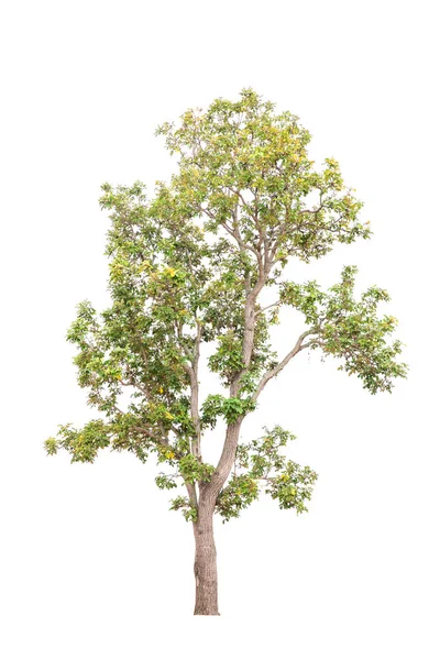 Albero Isolato Sfondo Bianco — Foto Stock