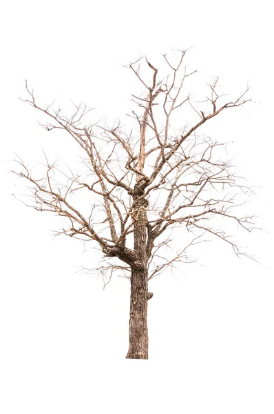 Siluetas Árbol Marrón Aisladas Sobre Fondo Blanco —  Fotos de Stock