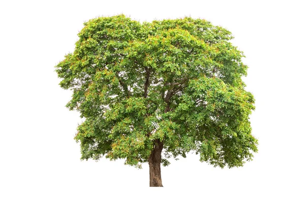 Isolierter Baum Auf Weißem Hintergrund — Stockfoto