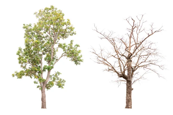 Isolierter Baum Auf Weißem Hintergrund — Stockfoto