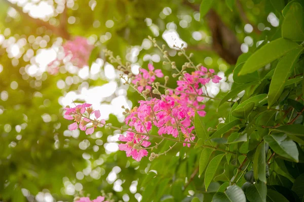 Hermosa Flor Inthanin Rosa — Foto de Stock