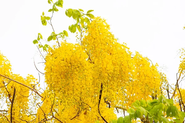 Gele Coon Bloemen Een Witte Achtergrond — Stockfoto