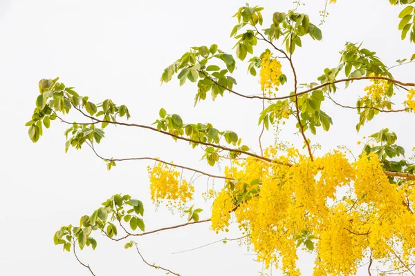 Gele Coon Bloemen Een Witte Achtergrond — Stockfoto