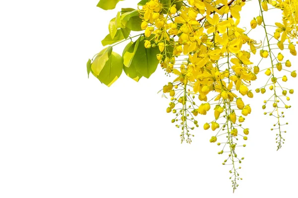 Gele Coon Bloemen Een Witte Achtergrond — Stockfoto