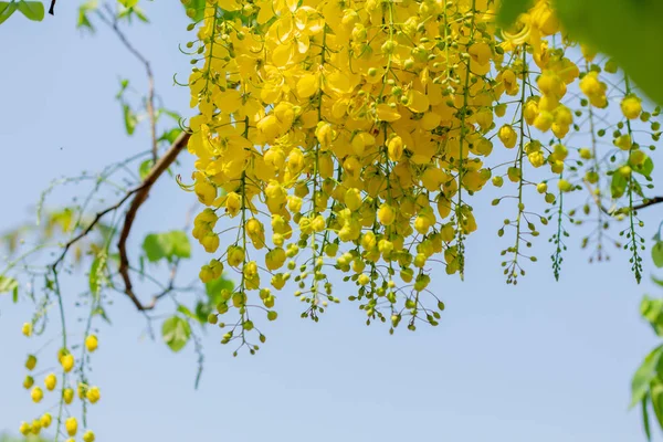 Gele Coon Bloemen Bloeien Zomer — Stockfoto