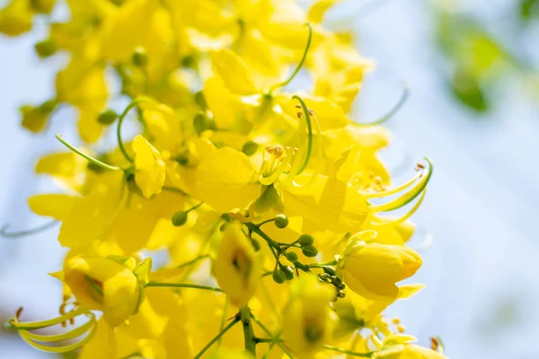 Gele Coon Bloemen Bloeien Zomer — Stockfoto