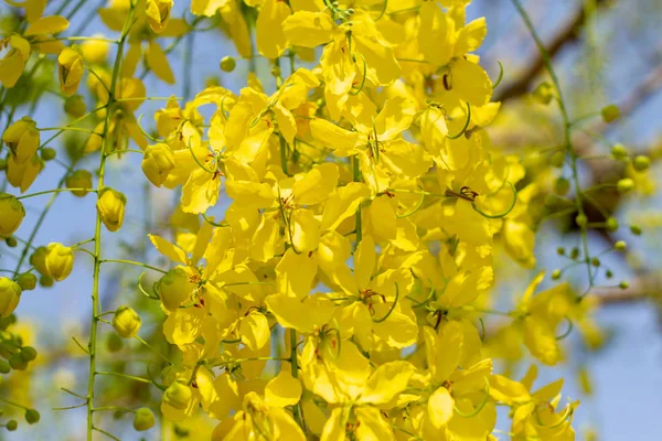 Gele Coon Bloemen Bloeien Zomer — Stockfoto