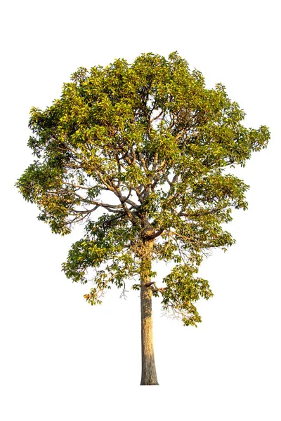 Sammlung Von Isolierten Baum Auf Weißem Hintergrund — Stockfoto