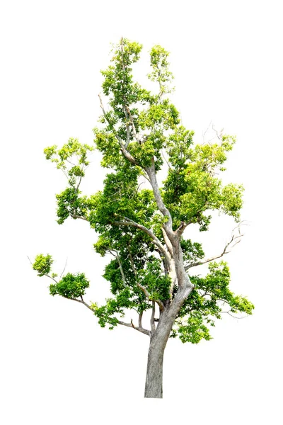 Sammlung Von Isolierten Baum Auf Weißem Hintergrund — Stockfoto