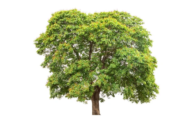 Tree png Stock Photos, Royalty Free Tree png Images | Depositphotos