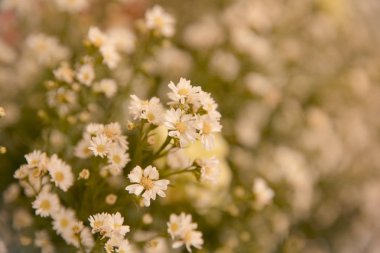 Bokeh arkaplanlı beyaz çiçekler