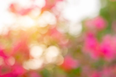 Bokeh arka plan görüntüleri, pembe çiçekler, yeşil ışık, doğal ışık