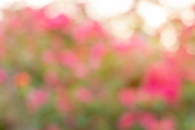 Bokeh arka plan görüntüleri, pembe çiçekler, yeşil ışık, doğal ışık