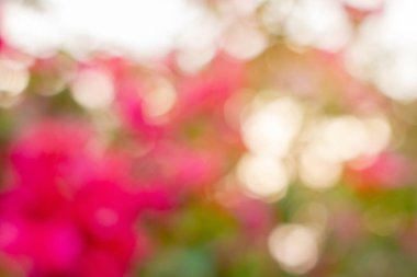Bokeh arka plan görüntüleri, pembe çiçekler, yeşil ışık, doğal ışık