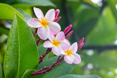 Beyaz plumeria çiçekleri üzerinde yağmur damlaları