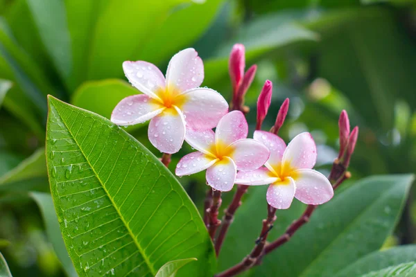 Rain Drops White Plumeria Flowers — Stock Photo, Image