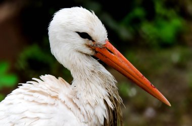 uzun boylu uzun bacaklı yürüyen kuş kadar ağır bir fatura ile ve genellikle siyah ve beyaz tüyleri ile.