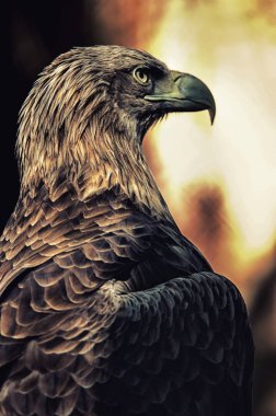 büyük bir yırtıcı kuş ile büyük bir çengel bill ve uzun geniş kanatlara, onun keskin görme ve güçlü yükselen uçuş için ünlü.