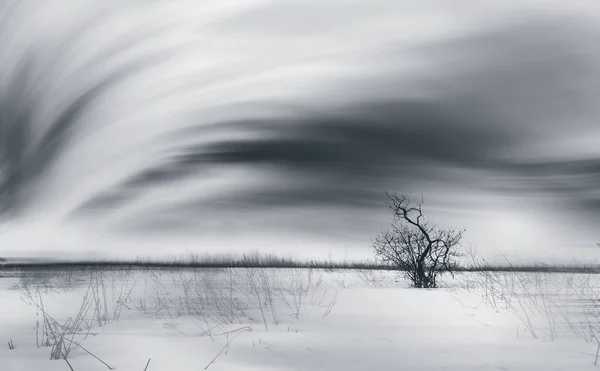 Abstract Winter Landscape Tree — Stock Photo, Image