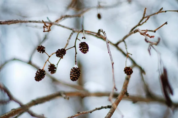 snow cones hanging on the tree