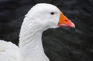Beyaz baş Kapat'kadar kaz kafalı