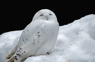 Beyaz (polar) baykuş. Kar baykuşu sarı gözlü ve beyaz tüyler bir avcıdır