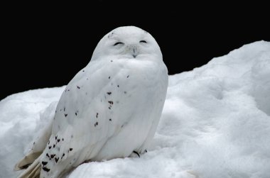 White (polar) owl. The snowy owl is a predator with yellow eyes and white feathers clipart