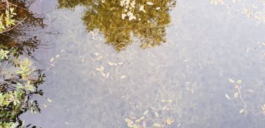 Gölet su Bataklığı'nın