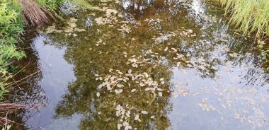 Gölet su Bataklığı'nın