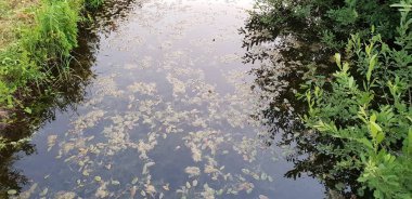 Gölet su Bataklığı'nın