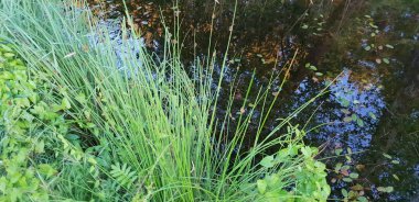 Gölet su Bataklığı'nın