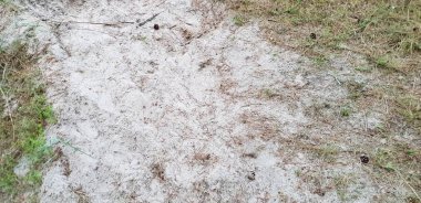 Baltık Denizi plajın kumları