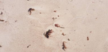 Baltık Denizi plajın kumları