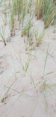 Baltık Denizi plajın kumları