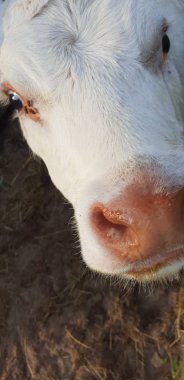 Hayvanat bahçesindeki küçük küçük inek