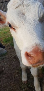 Hayvanat bahçesindeki küçük küçük inek