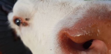 Hayvanat bahçesindeki küçük küçük inek