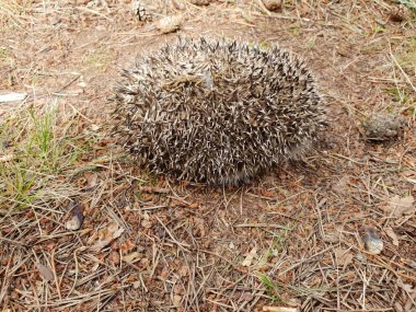 Kirpi. Yere dinlenme ve yaz aylarında Gıda için arama güzel küçük orman hayvan kirpi.