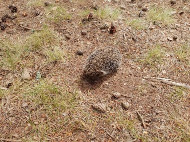 Kirpi. Yere dinlenme ve yaz aylarında Gıda için arama güzel küçük orman hayvan kirpi.