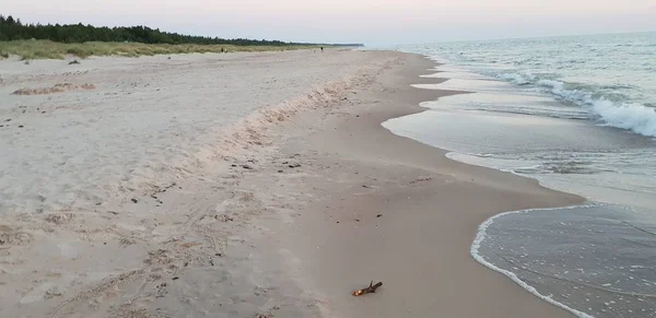 Балтийский Морской Пляж Море Береговая Линия Время Заката Летом Вечером — стоковое фото