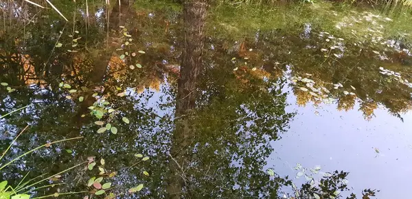 Gölet su Bataklığı'nın