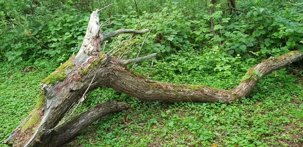 Bomen Het Bos — Stockfoto