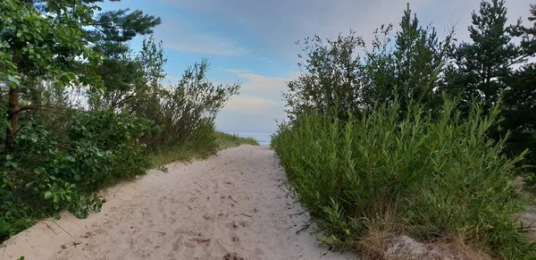 Dunas Del Mar Báltico Por Mañana Camino Playa Playa — Foto de Stock