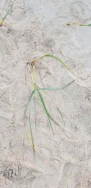 Baltık Denizi plajın kumları