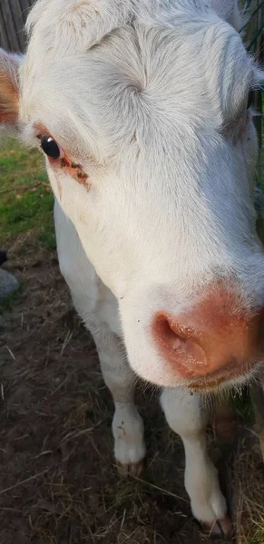 Pequena Vaca Zoológico — Fotografia de Stock